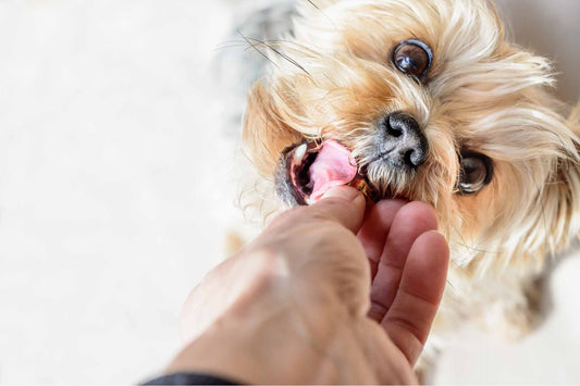 Was macht gute Hundesnacks eigentlich aus?