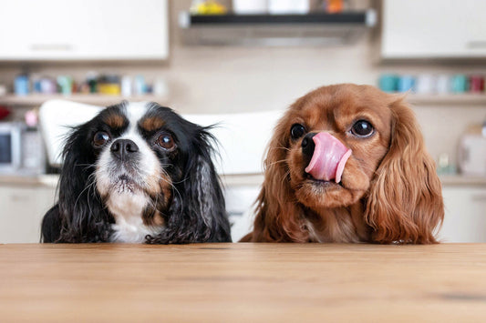 Langeweile beim Hund?